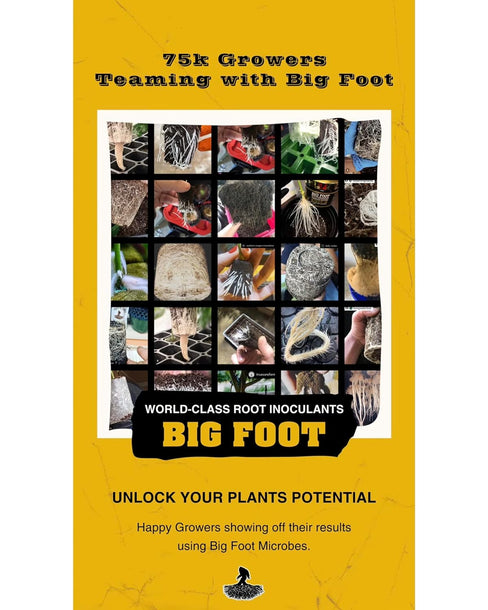 Mycorrhizal Fungi + Explosive Bacillus Package for Massive Plants Roots and Yields- Big Foot Gold - #1 Hydro Mycorrhizal Product - Rooting Powder, Wettable Powder, add Like a Fertilizer (4 oz)